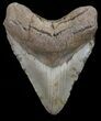 Megalodon Tooth - North Carolina #67300-1